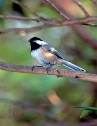 Blue Jay