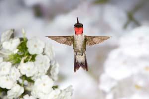 Ruby-throated Hummingbird