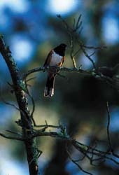 Spotted Towhee 