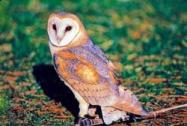 Barn Owl JFS