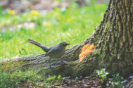 Catbird
