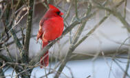 Northern Cardinal by JB