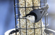 White-breasted Nuthatch-J Bernard Pic