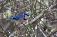 J Bernard-Blue Jay