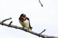 Barn Swallow