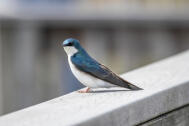 Tree Swallow